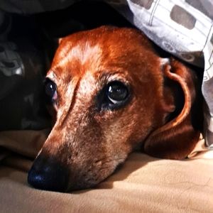 Meet your Posher, Lee Ann